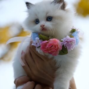 cat-2 cat-2